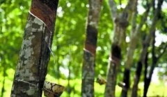 天然橡膠價(jià)格將上漲？3月天然橡膠能否擺脫頹勢？