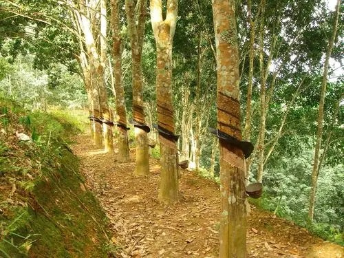 橡膠制品都有啥？常見(jiàn)分類及用途廣闊的橡膠