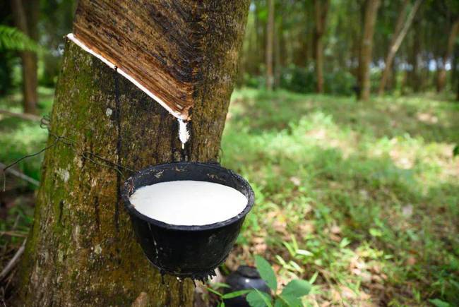 馬來西亞天膠出口量在2023年3月同比下降14.1%至45,789噸，環(huán)比降5.4%。其中，50.8%的出口量流向中國，其他主要出口目的地為德國、土耳其、巴基斯坦和埃及。據(jù)了解，馬來西亞天膠進口量在同期也出現(xiàn)下滑，為97,794噸，同比降17%，環(huán)比增長5.3%。標準膠、濃縮乳膠、其他形狀天然橡膠為主要進口類別，其主要進口來源國為泰國、科特迪瓦、菲律賓和緬甸等國。