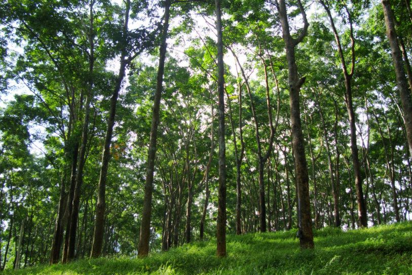 根據(jù)馬來西亞政府最新消息，馬來西亞橡膠生產(chǎn)津貼(IPG)的激活價格將有所提高，從每公斤2.79令吉上調(diào)至3令吉，為小農(nóng)戶提供了繼續(xù)種植橡膠樹的積極動力。